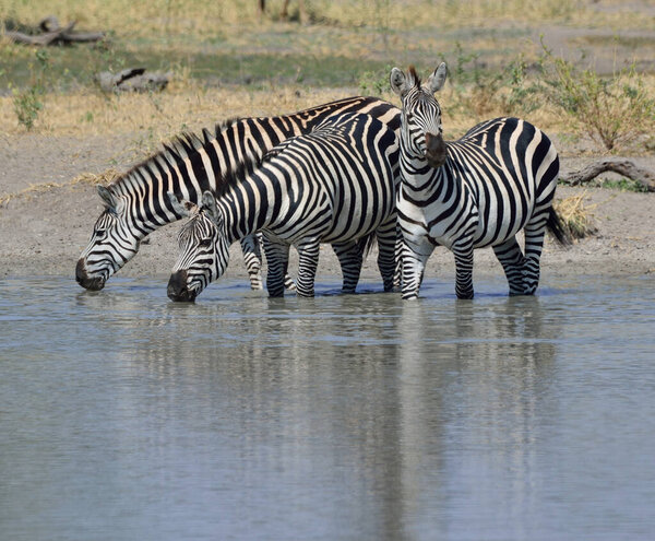 Herd of zebras on the african savannah