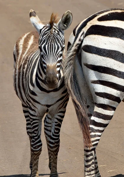 Troupeau Zèbres Sur Savane Africaine — Photo