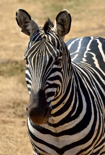 Zebracsorda Afrikai Szavannán — Stock Fotó