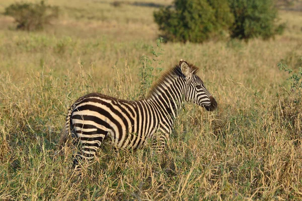 Zebracsorda Afrikai Szavannán — Stock Fotó