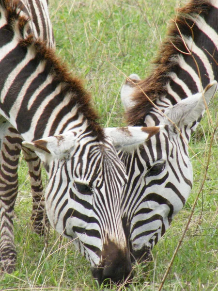 Zebraherde Der Afrikanischen Savanne — Stockfoto