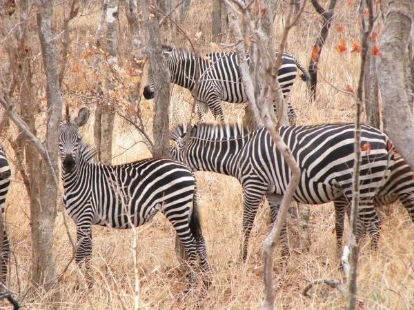 Zebracsorda Afrikai Szavannán — Stock Fotó