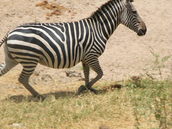 Afrika Bozkırında Zebra Sürüsü — Stok fotoğraf