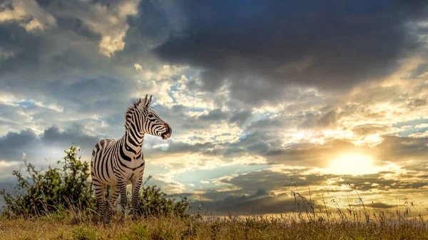 Afrika bozkırında zebra sürüsü.