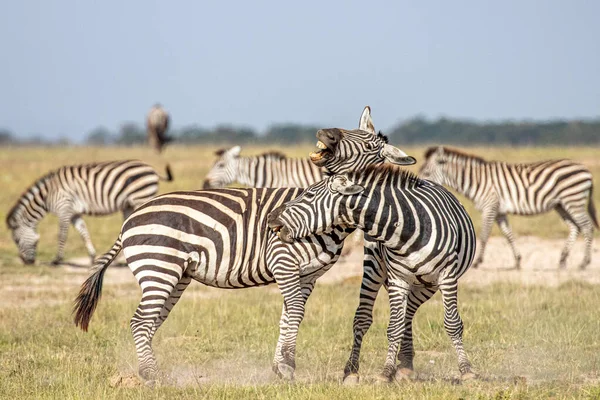 Herd Van Zebra Afrikaanse Savanne — Stockfoto