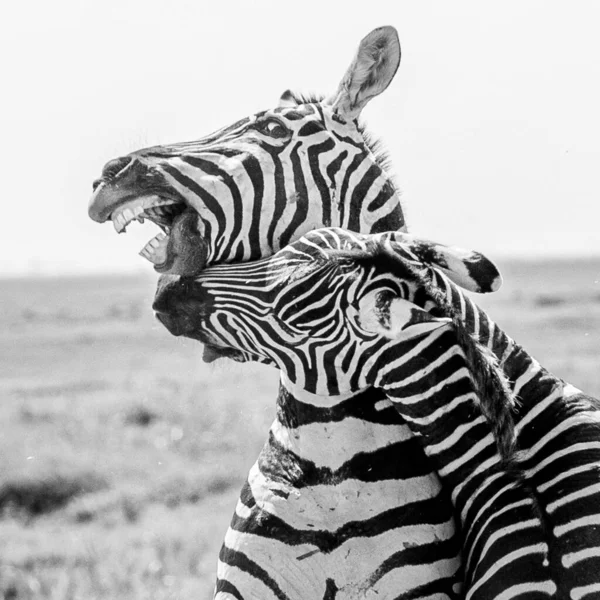 Zebraherde Der Afrikanischen Savanne — Stockfoto