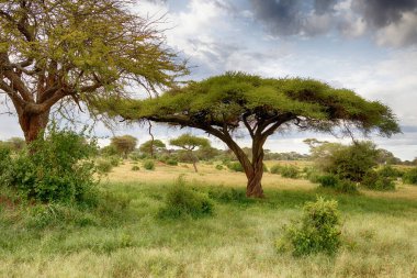 Kenya 'daki Tsavo Doğu Ulusal Parkı' nda Afrika savanası manzarası