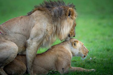 Masai Mara 'nın en güzel aslanı.