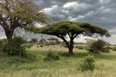 African savannah landscape in Tsavo East National Park, Kenya clipart