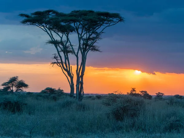 Paisagem Savana Africana Parque Nacional Tsavo East Quênia — Fotografia de Stock