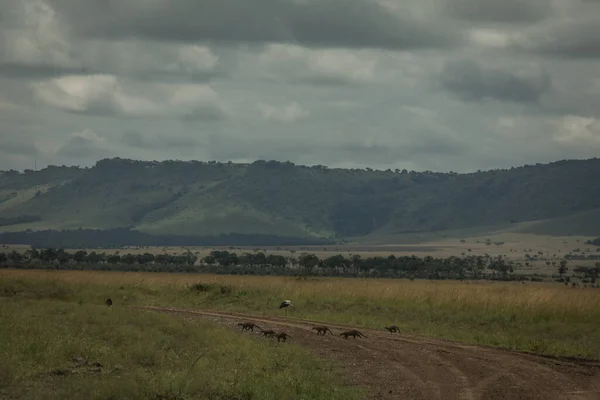 Paysage Savane Africaine Dans Parc National Tsavo East Kenya — Photo