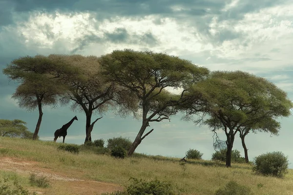 African Savannah Landscape Tsavo East National Park Kenya — Stock Photo, Image