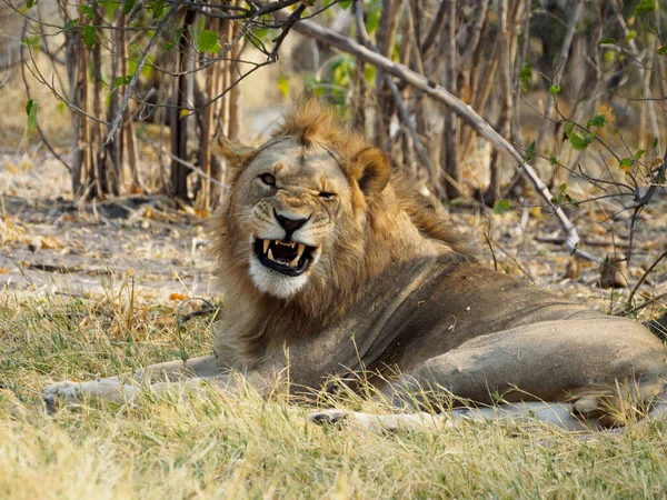 Mooiste Leeuw Van Masai Mara — Stockfoto