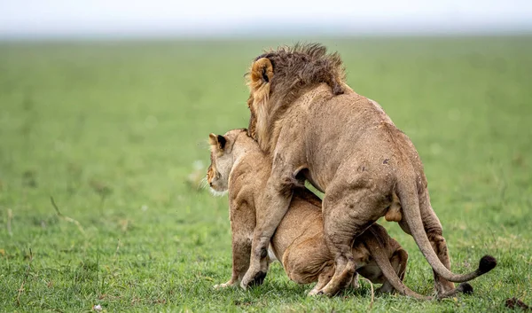 Der Schönste Löwe Der Masai Mara — Stockfoto