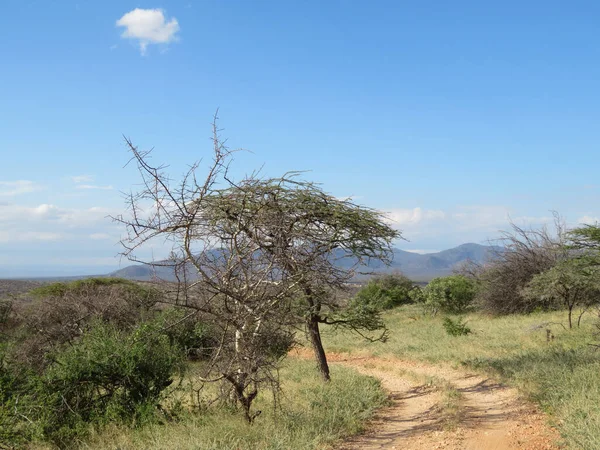 Африканський Ландшафт Савани Національному Парку Цаво Кенія — стокове фото