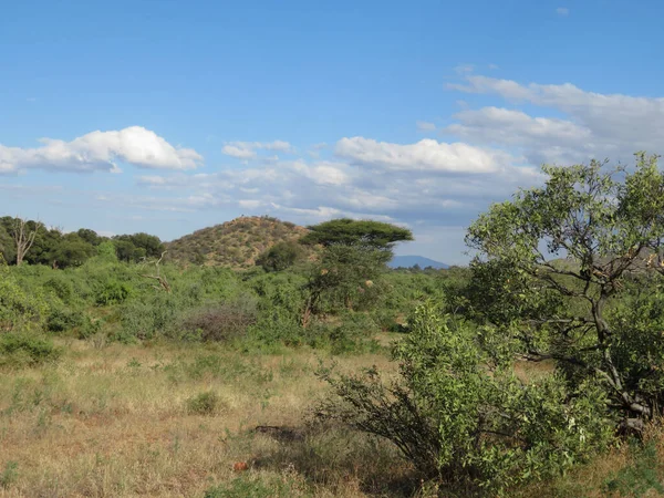 Африканская Саванна Восточном Национальном Парке Цаво Кения — стоковое фото