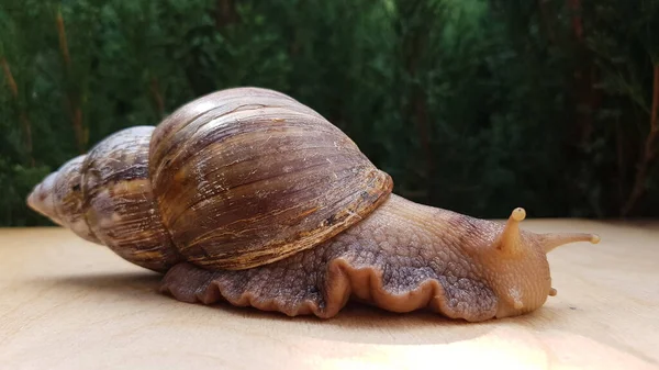 Гігантський равлик Акатіна - найбільший сухопутний молюск, який повільно повзає. на задньому плані, зелень і літо. — стокове фото
