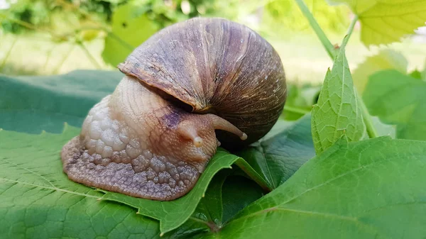 The giant Achatina snail is the largest land mollusk that crawls slowly . in the background, greenery and summer — Stock Photo, Image