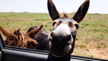 Eşekler arabanın camından bakar. Meraklı hayvanlar tarlada otlar. artiodactyl 'lerin anlamlı gözleri
