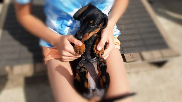 Pequeno Cachorro Preto Dachshund Anão Mãos Crianças Carinhosas Compreensão Mútua — Fotografia de Stock