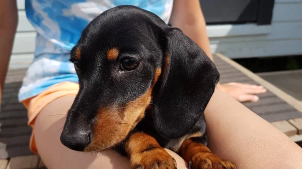 Criança Segura Cachorro Dachshund Seus Braços Homem Cão São Amigos — Fotografia de Stock