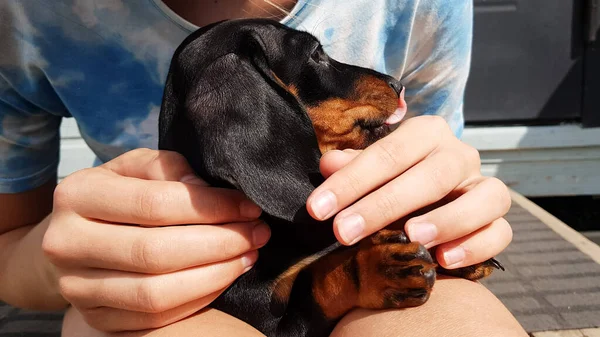 Niño Sostiene Cachorro Salchicha Sus Brazos Hombre Perro Son Amigos —  Fotos de Stock