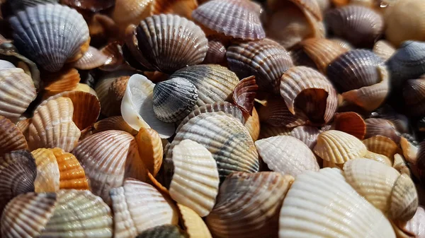 Achtergrond Van Een Kleine Schelp Kleurrijke Strand Zee Zomer — Stockfoto