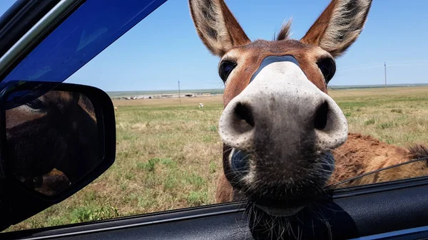 donkeys look in the car window. curious animals graze in the field. expressive eyes of artiodactyls