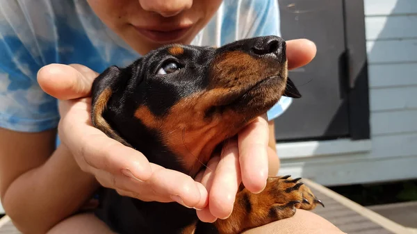 Cachorro Dachshund Enano Está Manos Una Niña Cuidado Suave Los — Foto de Stock