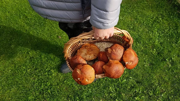 Edele aspen champignons in een rieten mandje van een paddenstoelenplukker op een achtergrond van groen gras. paddenstoelen plukken. seizoensgebonden hobby — Stockfoto