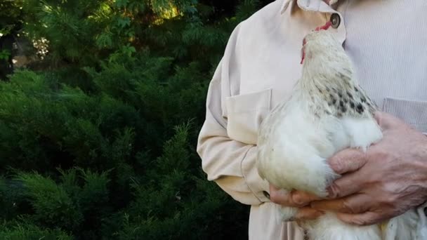 En vit kyckling hålls i händerna på en kvinna. En hönsexkyckling är i händerna på en bonde. Miljövänligt fjäderfäkött. — Stockvideo