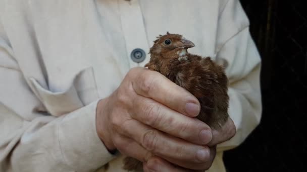 Żywy ptaszek przepiórczy w rękach farmera. ekologiczne mięso drobiowe. produkty rolne — Wideo stockowe
