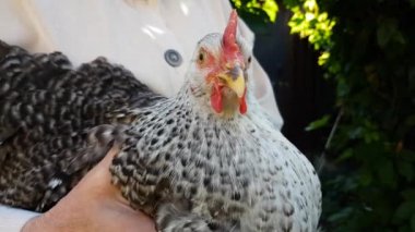Elinde renkli bir tavuğu tutuyordu. Baskın bir tavuk bir çiftçinin elindedir. Çevre dostu kümes hayvanları