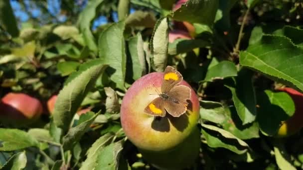 Una hermosa mariposa está sentada sobre manzanas blancas en un árbol. otoño. cosecha — Vídeos de Stock