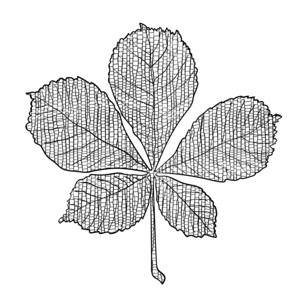 Feuille Châtaignier Automne Illustration Vectorielle Dessinée Main Isolée Sur Blanc — Image vectorielle