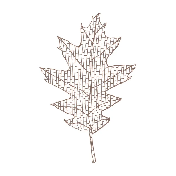 Feuille Chêne Automne Illustration Vectorielle Dessinée Main Isolée Sur Blanc — Image vectorielle