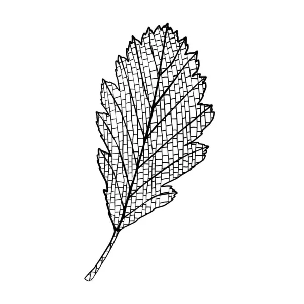 Feuille Aulne Automne Illustration Vectorielle Dessinée Main Isolée Sur Blanc — Image vectorielle