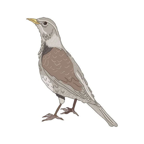 Fieldfare Illustrazione Vettoriale Disegnata Mano Isolata Bianco Design Colori Piatti — Vettoriale Stock