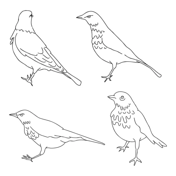 Pássaros Campo Ilustração Vetorial Linear Desenhada Mão — Vetor de Stock