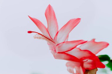 Schlumberger bitkisinin kırmızı çiçeğini yakından çek. Noel Zigokaktus, Aralık 'ta yemyeşil çiçek açar. Kış çiçekleri Aralık Schlumberger çiçeği, kırmızı çiçekler. Noel çiçekleri saksıda. Schlumbergerlar