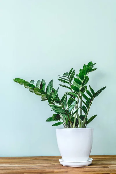 Beyaz bir saksıda yeşil bitki Zamioculcas zamiifolia. Tahta bir masada beyaz bir saksıda Zamioculcas zamiifolia 'nın sulu, yeşil dalları. İç mekandaki minimalizm kavramı