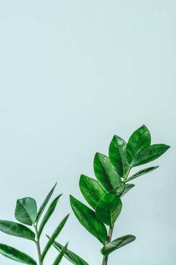 Zamioculcas zamiifolia bitkisi. Hafif arkaplanda Zamioculcas zamiifolia 'nın sulu, yeşil dalları. İç mekandaki minimalizm kavramı. Zanzibar taşından yeşil yapraklar, kesilmiş