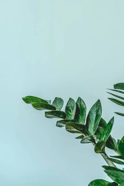 Zamioculcas zamiifolia bitkisi. Hafif arkaplanda Zamioculcas zamiifolia 'nın sulu, yeşil dalları. İç mekandaki minimalizm kavramı. Zanzibar mücevherinin yeşil yaprakları. Dikey