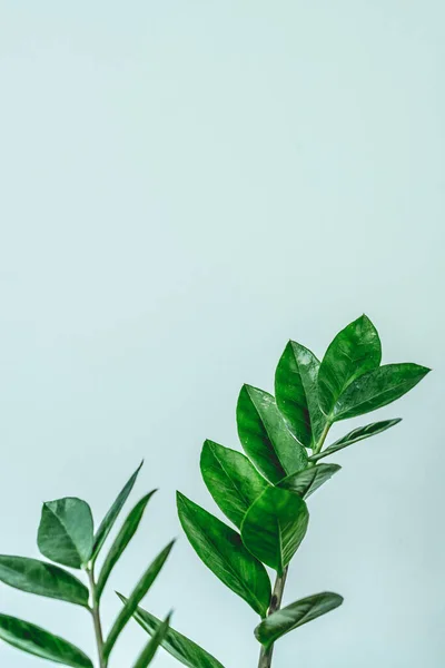 Planta verde interior Zamioculcas zamiifolia. Ramas jugosas y verdes de Zamioculcas zamiifolia sobre un fondo claro. El concepto de minimalismo en el interior. Hojas verdes de la gema de Zanzíbar, con corte — Foto de Stock