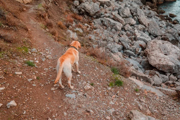 Kurtarma köpeği. Bej renkli bir köpek kayalık bir sahilde duruyor ve denize bakıyor. İnsanları dağlardaki molozlardan kurtarma fikri. Dağlarda bir köpek