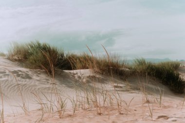 Kumun üzerindeki kumlu çimenler mavi gökyüzüne karşı. Kum tepelerindeki çimenler. Kum tepeleri ve mavi gökyüzü ile güneşli sahil