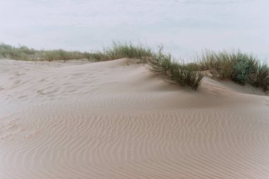 Kumun üzerindeki kumlu çimenler mavi gökyüzüne karşı. Kum tepelerindeki çimenler. Kum tepeleri ve mavi gökyüzü ile güneşli sahil