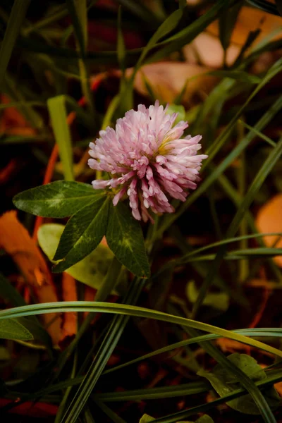 Pembe yonca çiçeği Trifolium yeşil çimen ve sonbahar yapraklarından oluşan bir arka planda yakınlaşır. Yeşil yapraklı taze bir tomurcuk. Vahşi yonca, baklagiller familyasından bir çiçek. Dikey