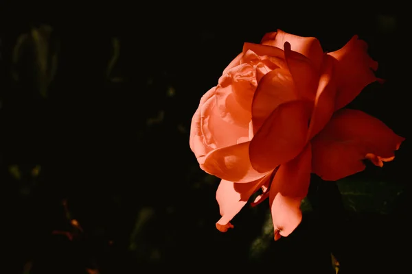 红色玫瑰在黑色背景上的特写。问候卡的概念。横向图像 — 图库照片