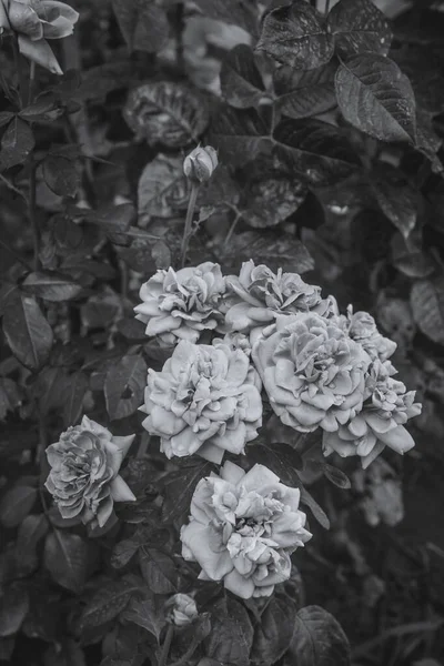 Arka planda koyu çalılar üzerinde büyük bahçe gülleri. Yazın bahçede büyük gül çiçekleri. Bir gül çiçeğinin arkaplan resmi. Dikey görüntü. Siyah ve beyaz resim. — Stok fotoğraf